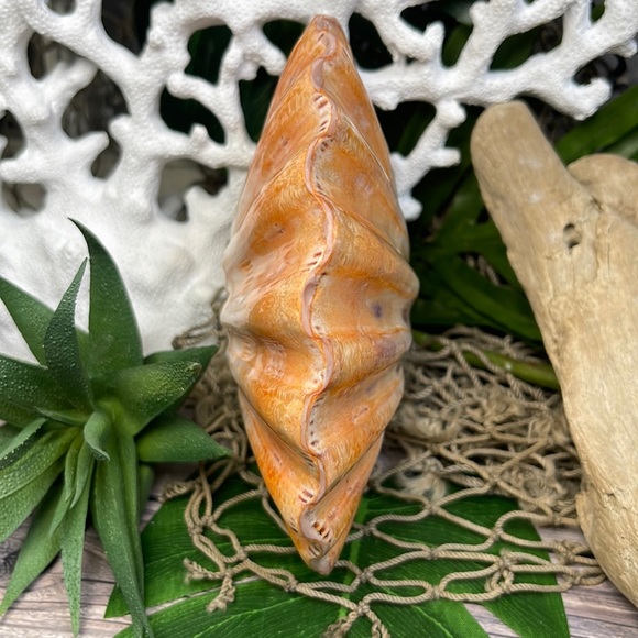 XL Real Double Closed Polished Lion Paws Shell White Coral Purple Beach Coastal - Picture 8 of 17